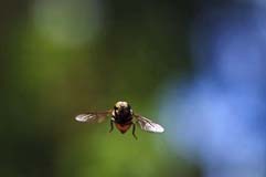 Schwebfliege - Zum Vergroessern klicken!